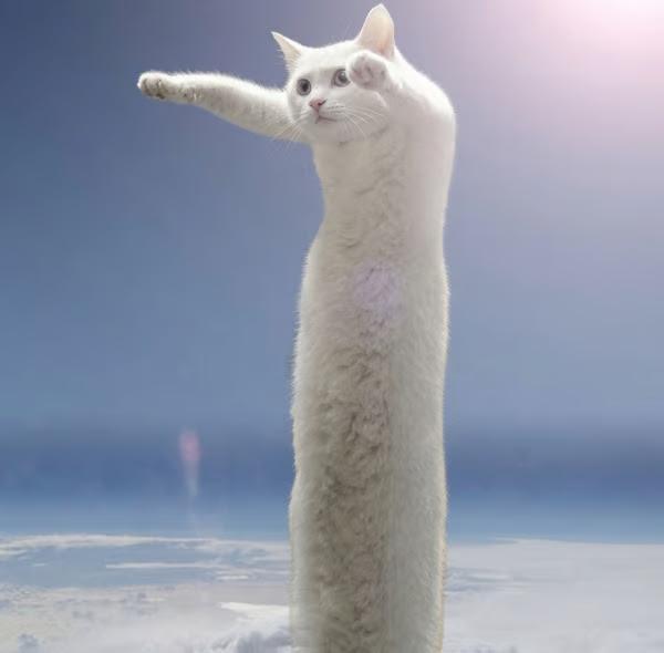 Nobiko Longcat standing tall with one paw stretched into the sky